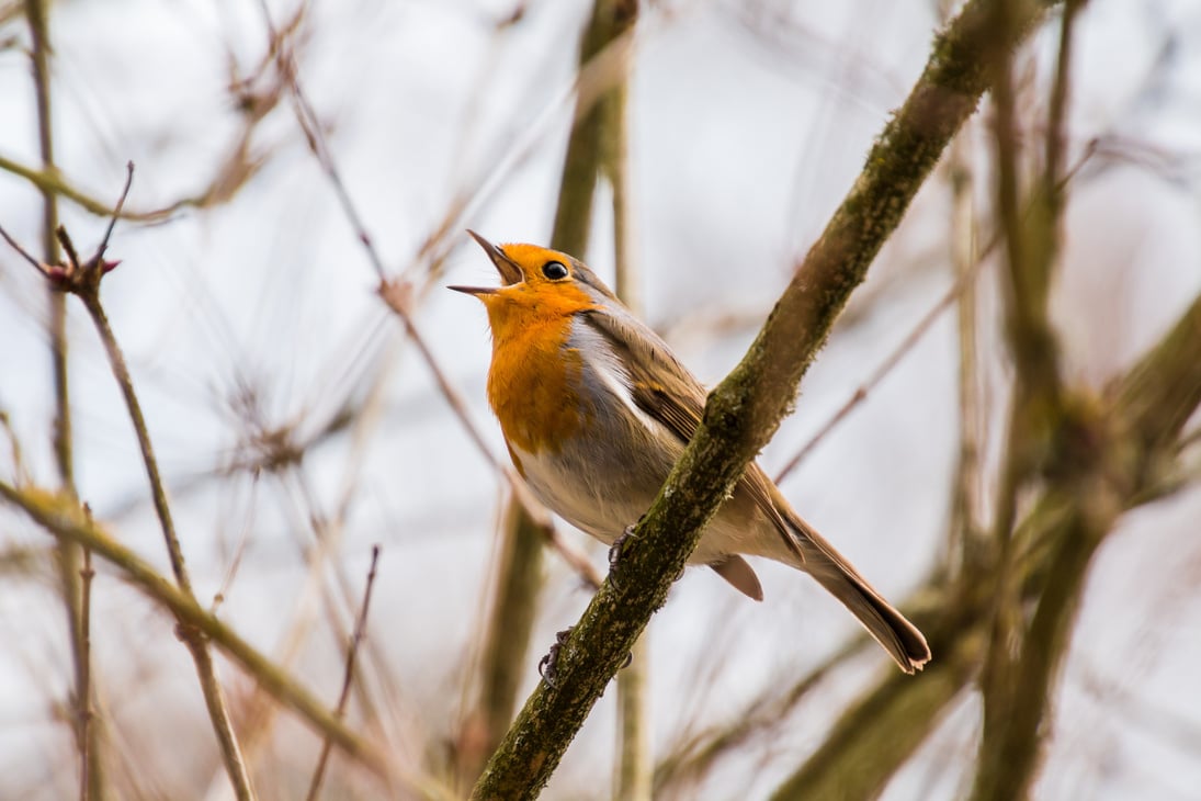 A Bird on a Branch