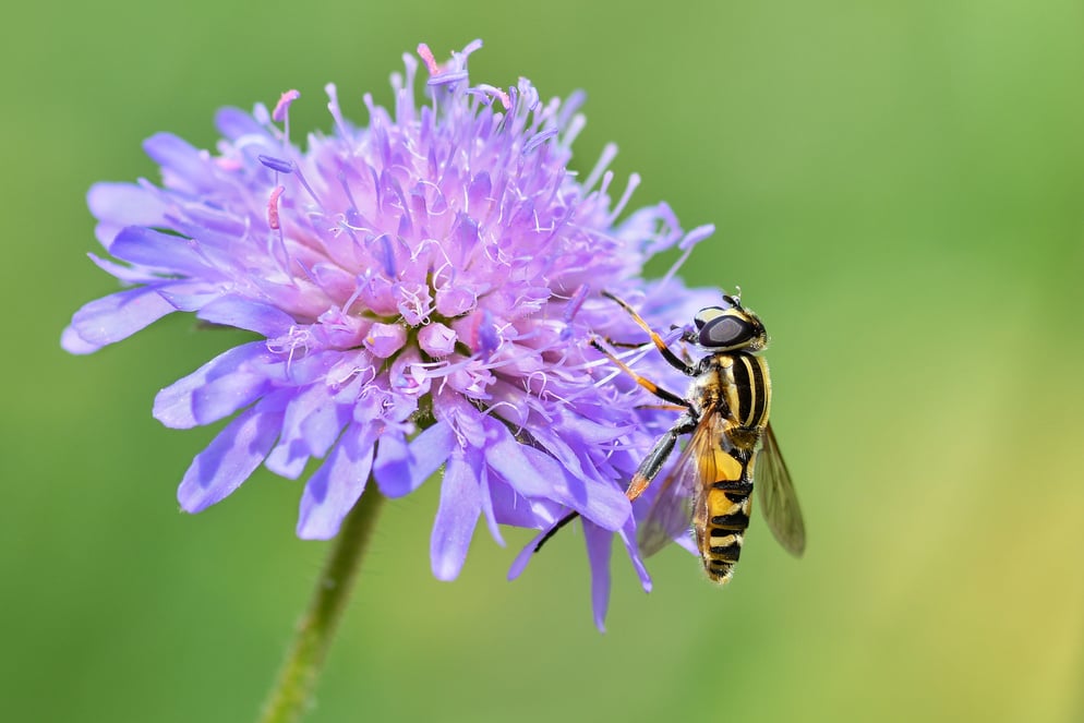 Wasp on a Flower