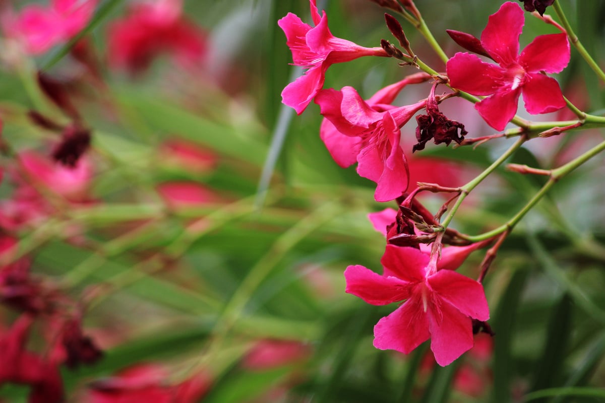 Wild Plant Flowers.