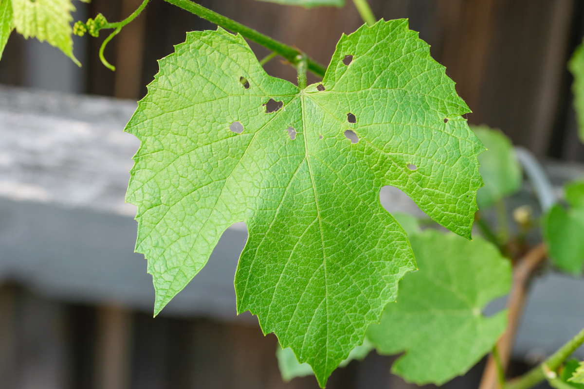 Holes in grape leaves, eaten leaf