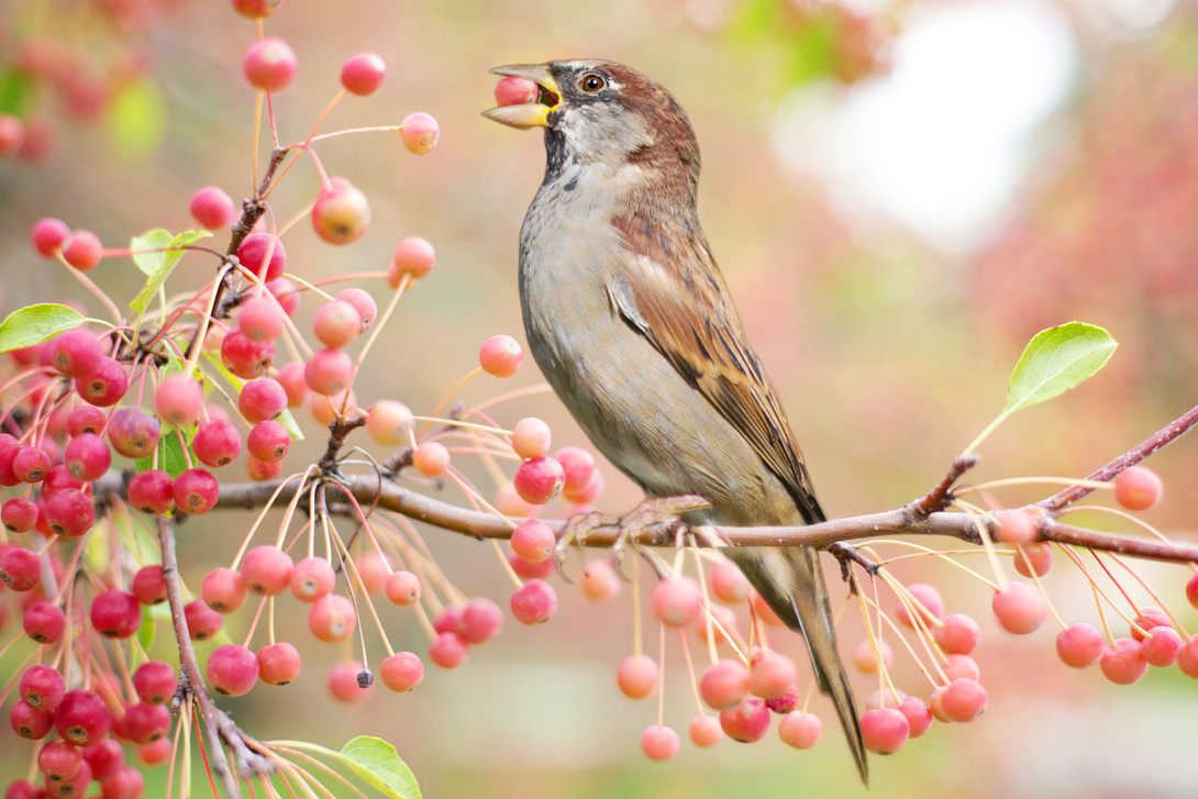 Bird Eating Berries on a Tree