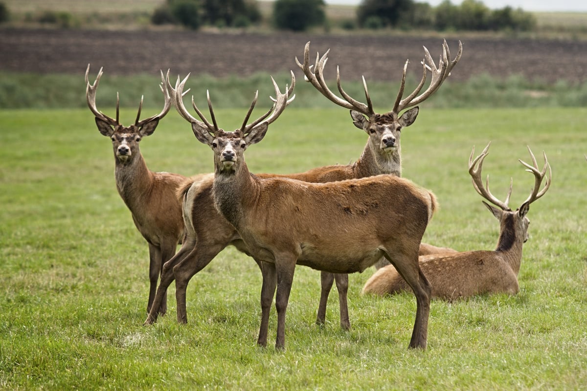 European Deers Outdoors