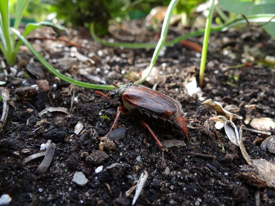 Beetle on the Ground