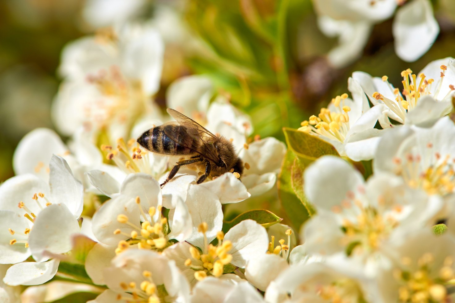 A Bee Pollinating on White Flowers