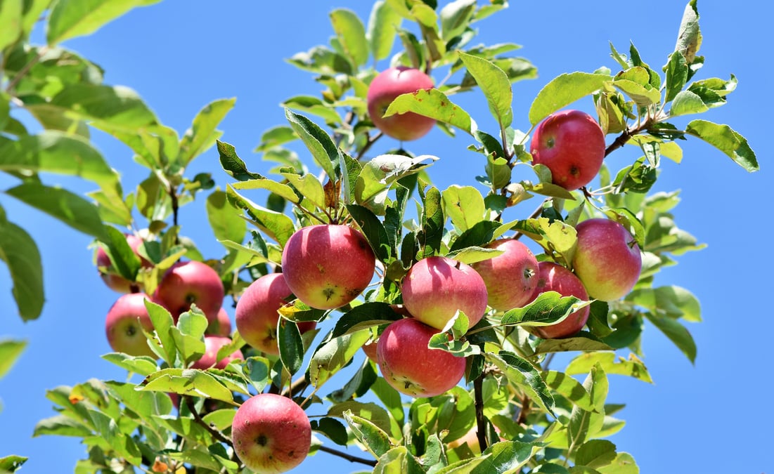 Apples in the Tree