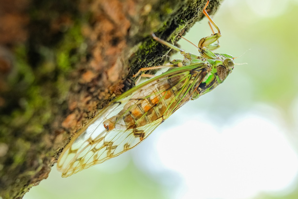 Cicada on a Tree Branch