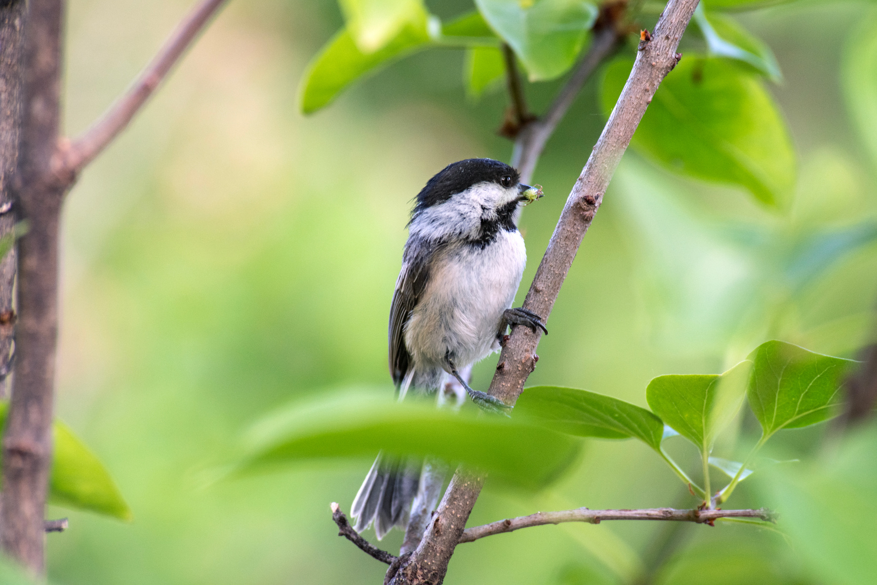 Chickadee with worm